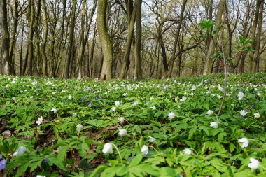  Avustralya ormanı. Sabah ormanında bahar havası. Umudu olmayan inanç. İlkbaharın başında doğanın kabarması. Güneşli ormandaki ilk çiçek. Telefon ve tablet için bahar ormanıyla arka plan. 