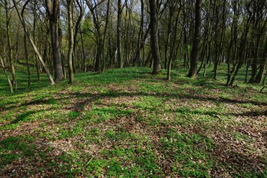  Avustralya ormanı. Sabah ormanında bahar havası. Umudu olmayan inanç. İlkbaharın başında doğanın kabarması. Güneşli ormandaki ilk çiçek. Telefon ve tablet için bahar ormanıyla arka plan. 