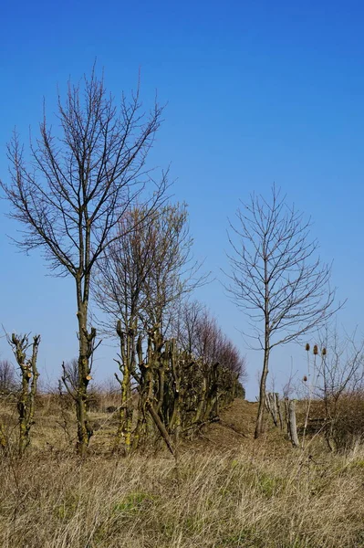 Way Horizon Landscapes Dry Spring Region High Voltage Line Road — Stock Photo, Image