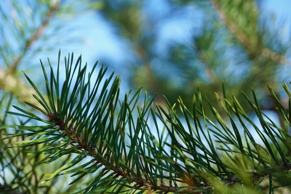 Giovane Conifere Sotterraneo Prima Neve Nella Foresta Invernale Sfondo Con — Foto Stock