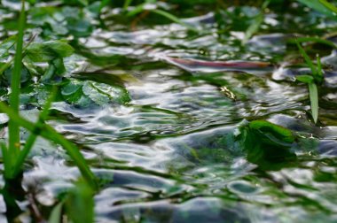 Su dünyasındaki bitkiler. Batı Ukrayna 'da nehir ve pınarlar. Temiz su kaynaklarından. Güneş berrak suda ışıldar. Su krallığı. Kaynağın çizmesinde. 
