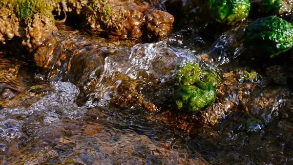 Pflanzen Der Wasserwelt Fluss Und Quellen Der Westukraine Quellen Klaren — Stockfoto