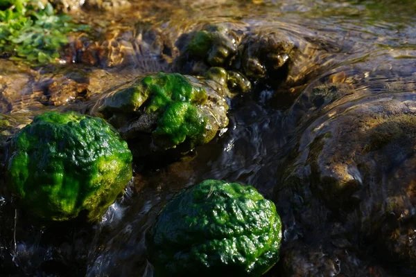 Pflanzen Der Wasserwelt Fluss Und Quellen Der Westukraine Quellen Klaren — Stockfoto