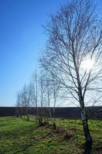 Vidoeiro Uma Linha Fundo Azul Brilhante Céu Fundo Com Árvores — Fotografia de Stock