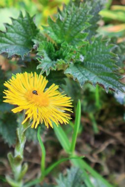 Alan noktalarının çiçek açması. Isırganlar parlak yaz güneşinde. Tarlada güneşli bir yaz günü. Gezegenin krallığındaki tarla bitkileri. Gezegenin krallığında. Çiçek açan bir tarlada yaz günü. 