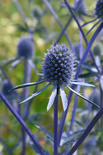 Globe Thistle Care: How To Grow Globe Thistle Plants. Wildflowers in the kingdom of plants. Flowers in blue. On a summer day among the wildflowers. Stems of plants in the form of lattices.  God of gods and King of kings.