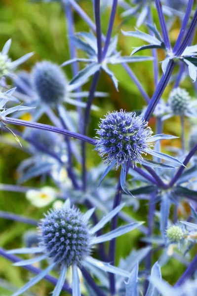 Globe Thistle Care Come Coltivare Piante Cardo Globo Fiori Campo — Foto Stock