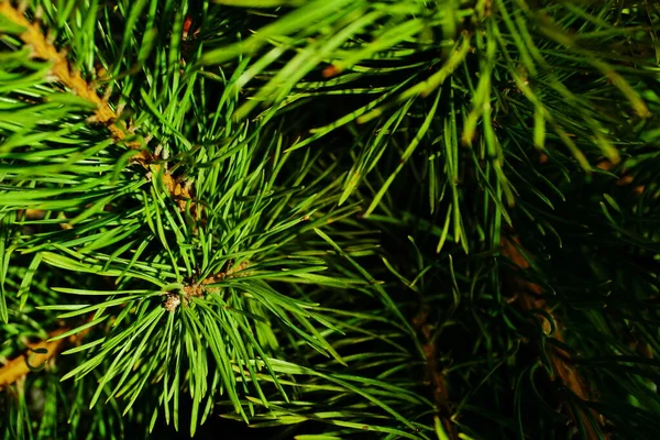 Вечнозеленые Ветки Хвойного Дерева Телефона Планшета Фото Ветвей Хвойных Деревьев — стоковое фото