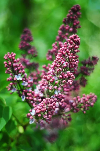 Lilac flowers for home and office decoration. Photo of lilac flowers on blurred background. Lilac flowers for background on phone and tablet.