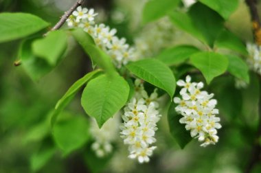 Çiçekli bahçeler ve Ukrayna parkları. Meyve bahçeleri ve kirazlar meyve bahçelerinde çiçek açtı. Telefon ve tablet için meyve bahçesi.