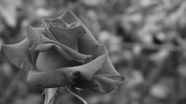 Μονόχρωμο Βίντεο Ενός Τριαντάφυλλου Βιντεοτηλέφωνο Μαύρο Τριαντάφυλλο Μονόχρωμο Τριαντάφυλλο Μαύρες — Αρχείο Βίντεο