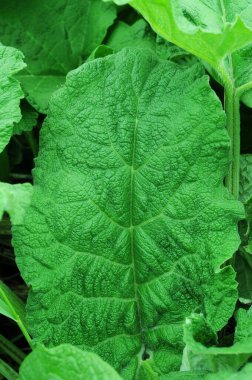 Yeşil Gezegen serisinden fotoğraflar. Burdock telefon ve tabletin geçmişini araştırıyor. Yaprakların ve çimenlerin üzerindeki çiy damlaları. Baharın açık yeşil rengi. 