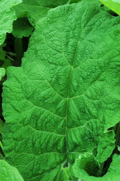 Yeşil Gezegen Serisinden Fotoğraflar Burdock Telefon Tabletin Geçmişini Araştırıyor Yaprakların — Stok fotoğraf