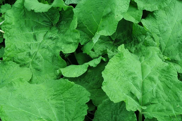 Φωτογραφίες Από Σειρά Green Planet Burdock Φύλλα Για Φόντο Στο — Φωτογραφία Αρχείου