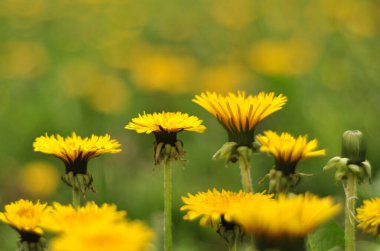 Parlak karahindiba çiçekleri. Bahçelerde ve parklarda bahar çiçekleri. Bitki krallığındaki kır çiçekleri. Bitkiler ve çiçekler krallığında. 