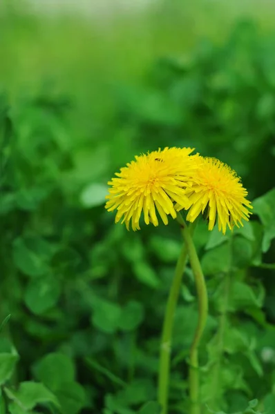 Fényes Pitypang Virágok Tavaszi Virágok Parkokban Kertekben Vadvirágok Növényvilágban Növények — Stock Fotó