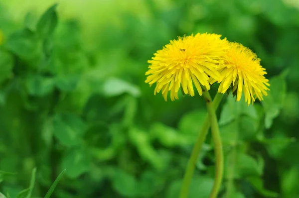 Fényes Pitypang Virágok Tavaszi Virágok Parkokban Kertekben Vadvirágok Növényvilágban Növények — Stock Fotó