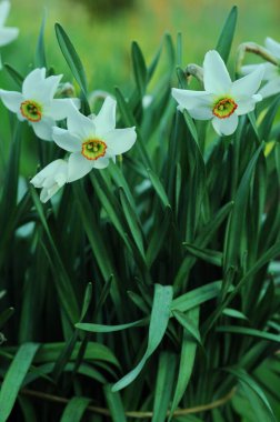 Ukrayna çiçekli. Nergisler: ilkbahar çiçeklerinden biri. Beyaz petrollü çiçekler. Bitkiler ve çiçekler krallığında. Telefon ve tabletin özgeçmişi için nergisler.