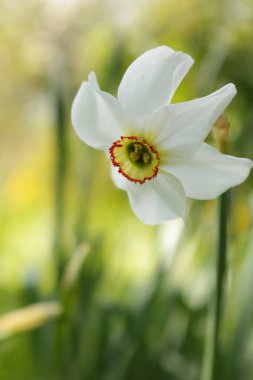 Ukrayna çiçekli. Nergisler: ilkbahar çiçeklerinden biri. Beyaz petrollü çiçekler. Bitkiler ve çiçekler krallığında. Telefon ve tabletin özgeçmişi için nergisler.