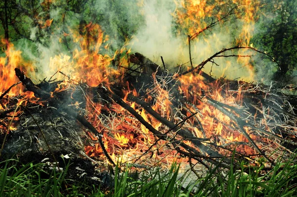 Element of fire among green nature. Background with fire texture for phone and tablet. The texture of a burned fire.