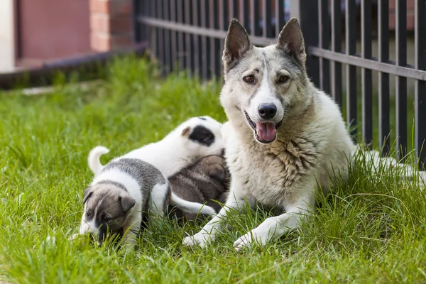 赤ちゃん子犬、犬 - フォーカス、かわいい子犬犬と母犬 — ストック写真