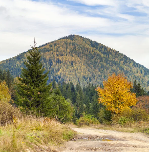 Berget höst landskap med färgglada skogen. Färgrik öring — Stockfoto