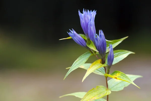 Close up de flor azul — Fotografia de Stock