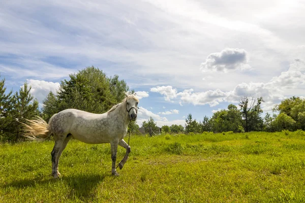 Hermoso caballo blanco en el pasto con hierba verde — Foto de Stock