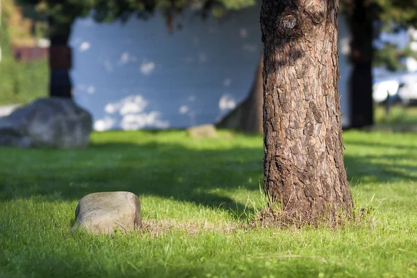Tronco de un árbol y piedra grande en préstamo de hierba verde — Foto de Stock
