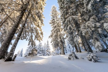 Kışın güneşli bir günde dağlarda çam ağaçları.