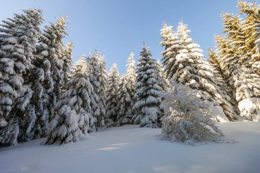 Kışın güneşli bir günde dağlarda çam ağaçları.