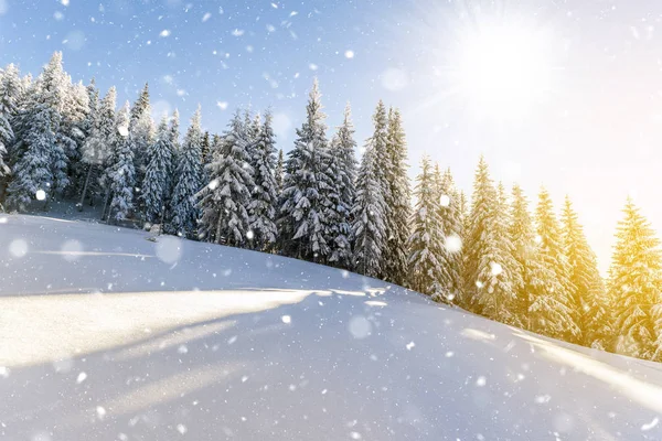 Pijnbomen in bergen en dalende sneeuw in sprookje winter su — Stockfoto