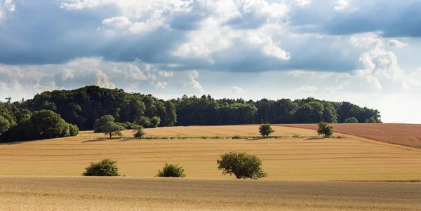 Pole pšenice za zatažené obloze — Stock fotografie