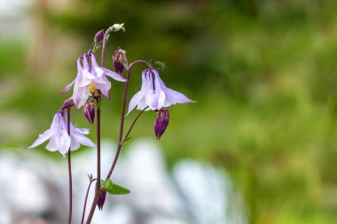 Üzerinde arı olan mor bahar çiçekleri bulanık arka plan