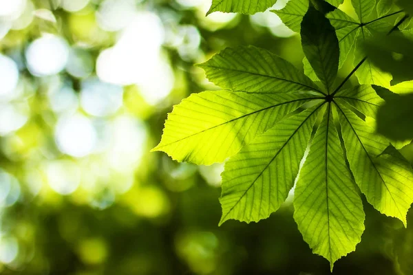 Świeży zielony kasztan liść w parku wiosennym z niewyraźne ciemny — Zdjęcie stockowe