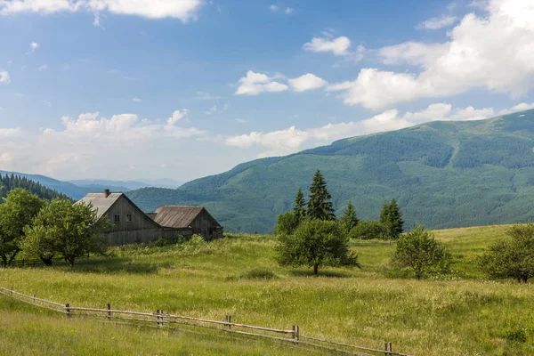 Панорама Карпатских гор летом с одинокой сосной — стоковое фото