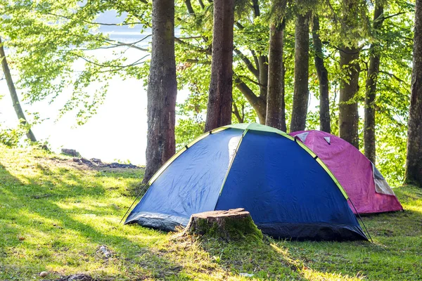 Camping Namioty w zielonym lesie — Zdjęcie stockowe