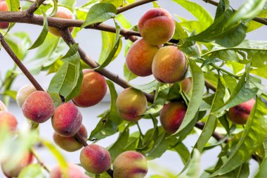 Olgun kırmızı ve sarı şeftali dalı