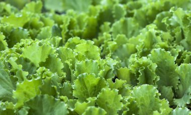 yeşil salata yaprakları arka plan