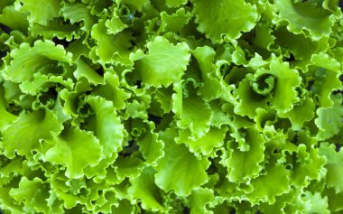 yeşil salata yaprakları arka plan