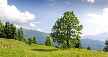 Büyük yeşil ağaç ayakta dağlar çayır çimen