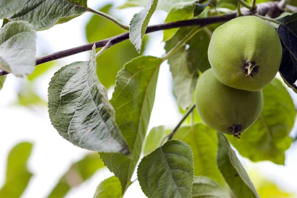 Duas maçãs verdes crescendo na árvore — Fotografia de Stock