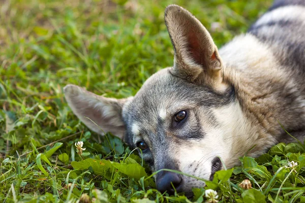 草に敷設犬のクローズ アップ — ストック写真