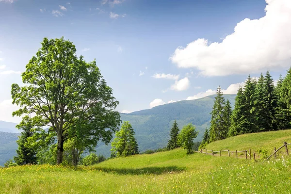 Big green tree standing on grass meadow in mountains Stock Image