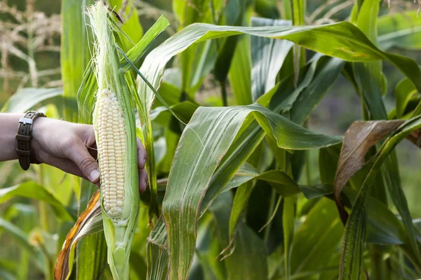 Gazdaság a friss zöld kukorica kukorica területén farmer nő kezében. — Stock Fotó