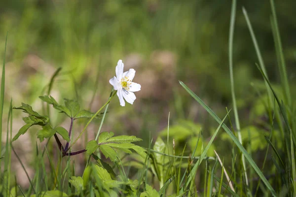 Pequeña flor blanca en hierba verde en primavera — Foto de Stock