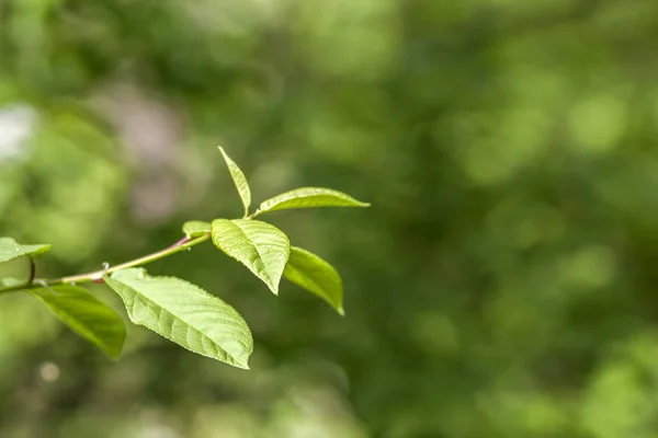 Green leaves of young tree in spring. Beginning of new life in s — Stock Photo, Image