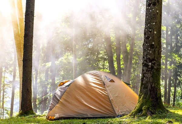 Camping tent in green forest in spring sunny morning with fog ha