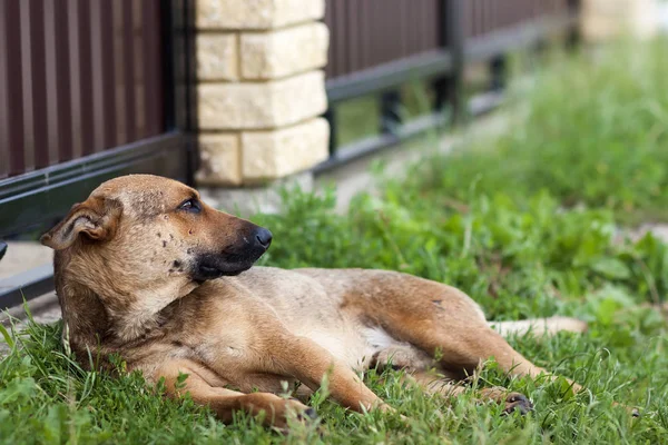 夏には草で休んで犬 — ストック写真