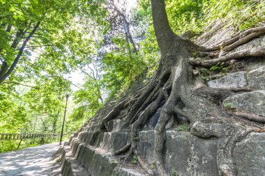 Büyük taşlar üzerinde yaşlı bir ağaç köklerinin. Doğada Güzellik.
